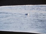 Ice0179.JPG