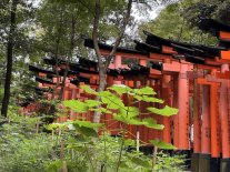 IMG_2190 Large.jpeg IMG_2190 Large.jpeg