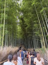 bamboo forest2.JPEG