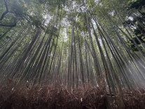 bamboo forest1.JPEG