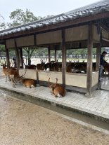 nara1.JPEG nara1.JPEG