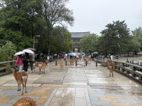 nara4.JPEG nara4.JPEG