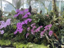 orchidee3.JPEG orchidee3.JPEG