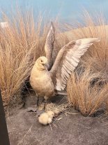 IMG_6649.jpeg IMG_6649.jpeg