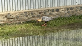 IMG_8343.JPEG IMG_8343.JPEG