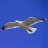 seagull