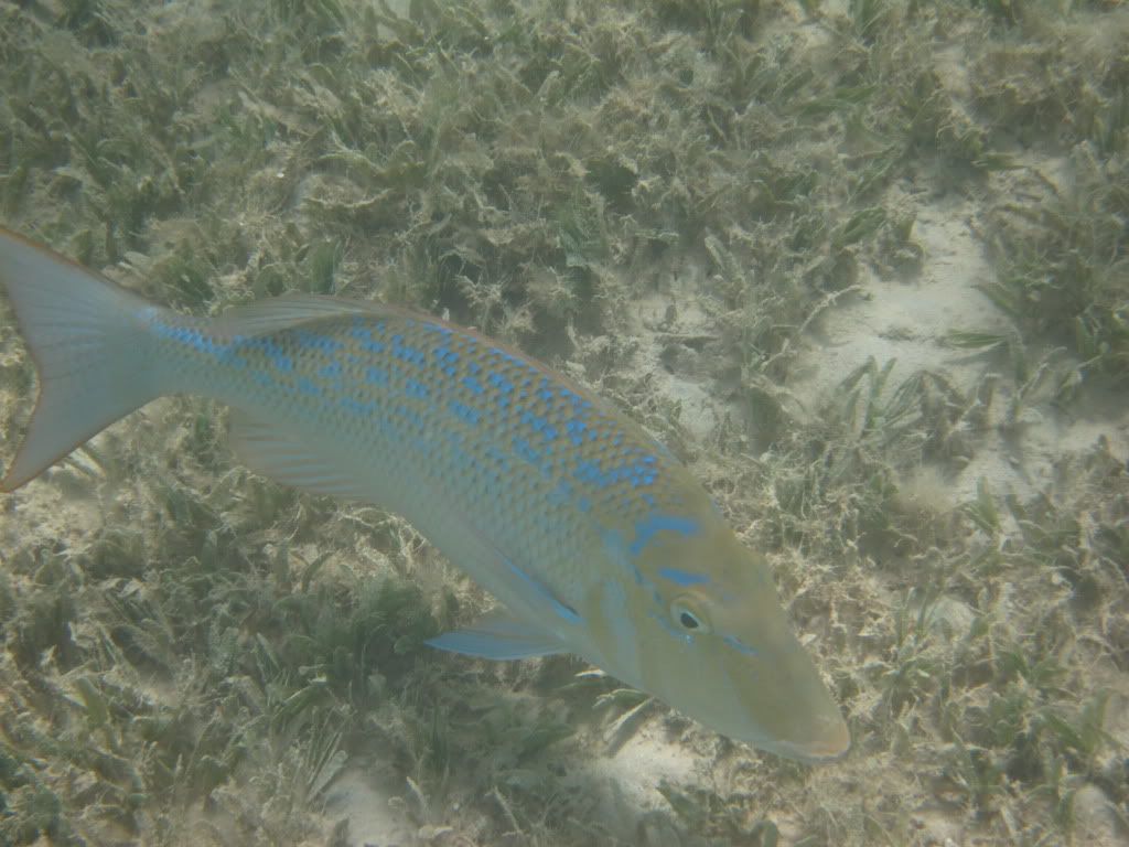 IMG_2223.jpg