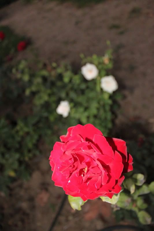 IMG_3206.jpg