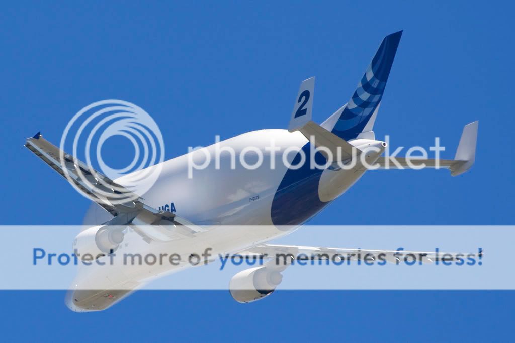 Beluga2.jpg