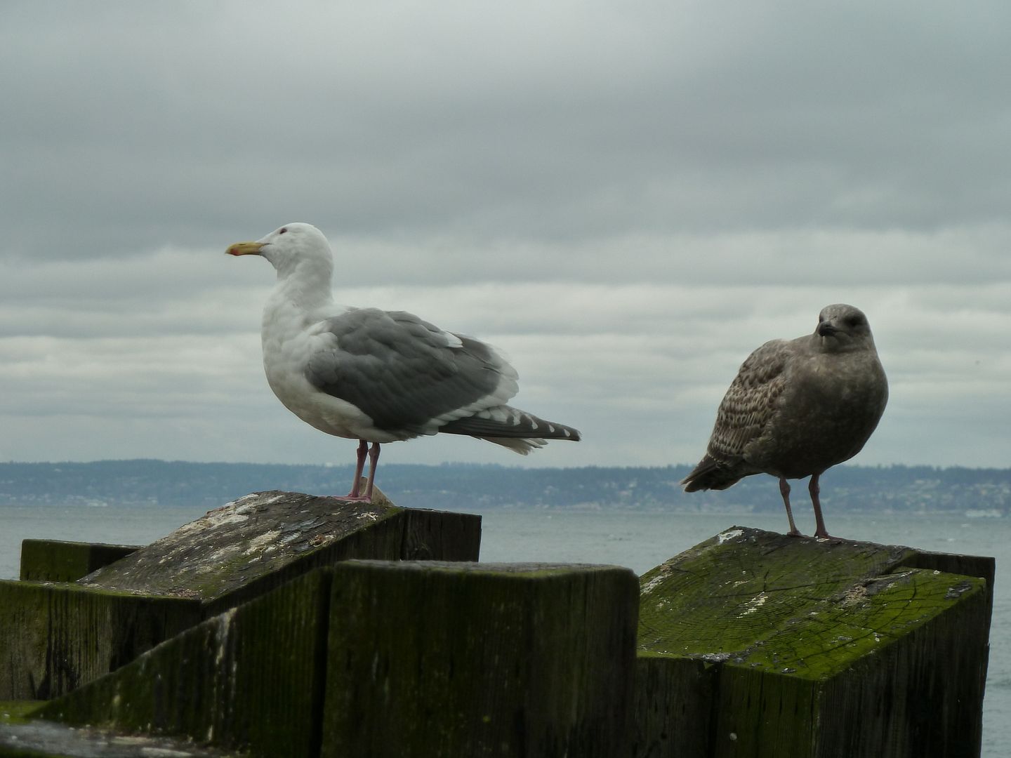 P1020128.jpg