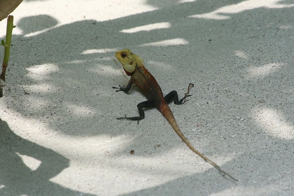 iguana.jpg