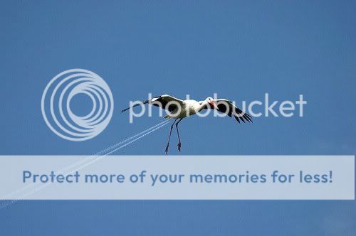 Fotosurreali27.jpg