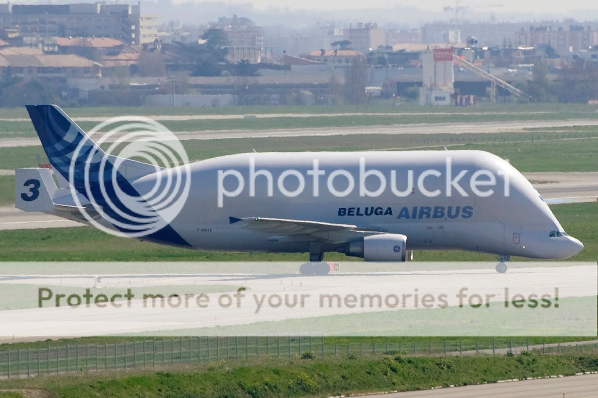 Beluga3.jpg
