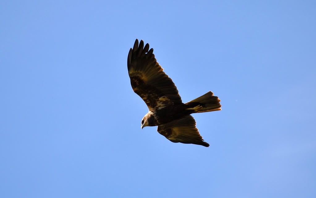 DSC_2270.jpg