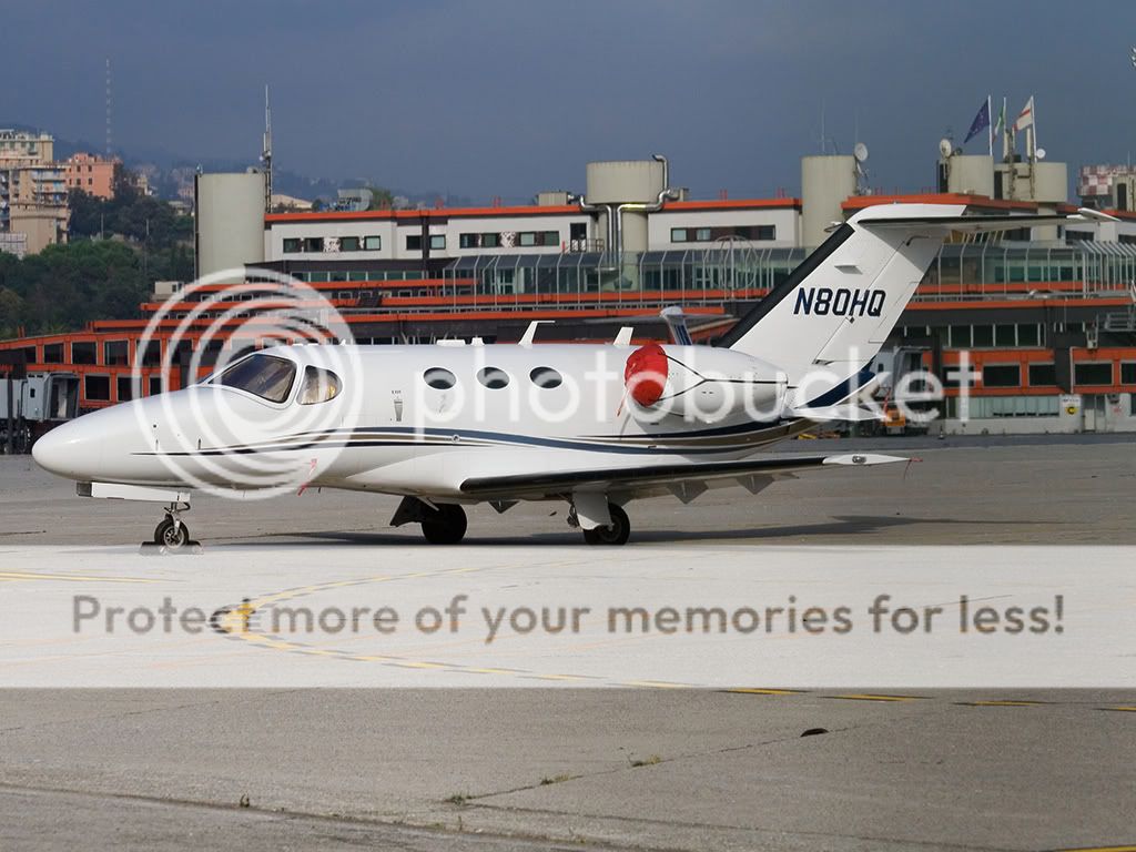 ceiba9.jpg
