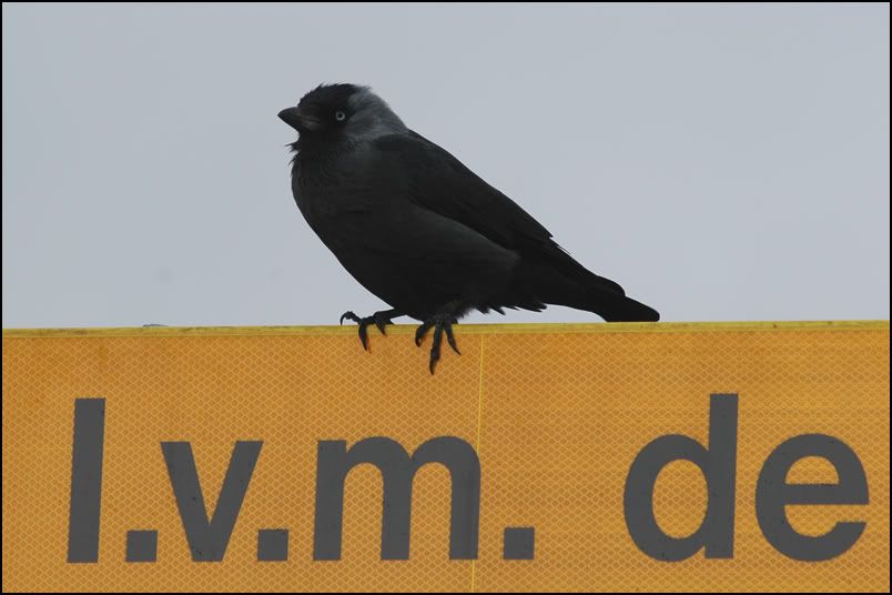 DSC_0901.jpg