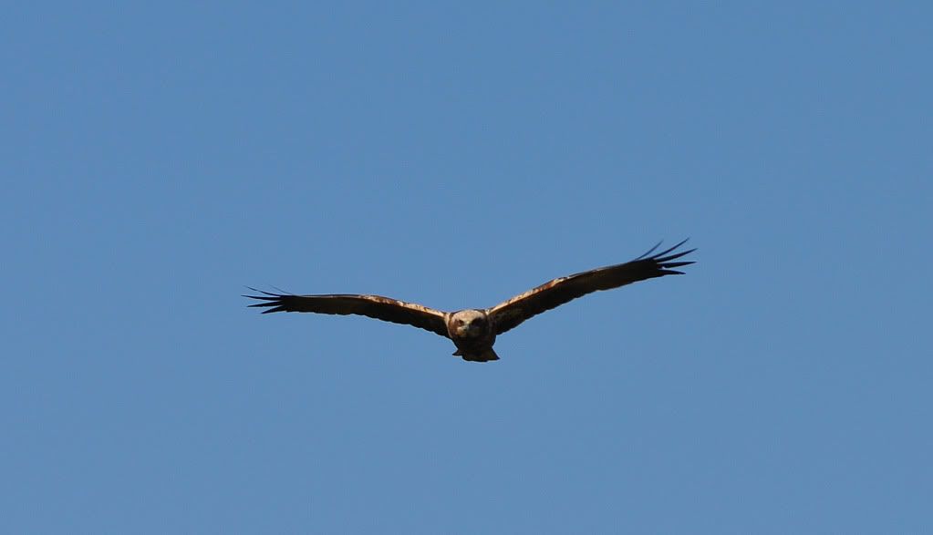 DSC_2268.jpg