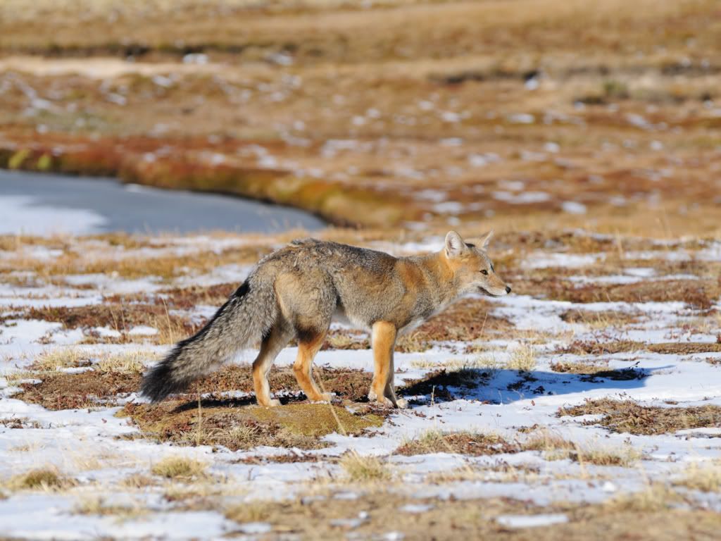 DSC_4242.jpg