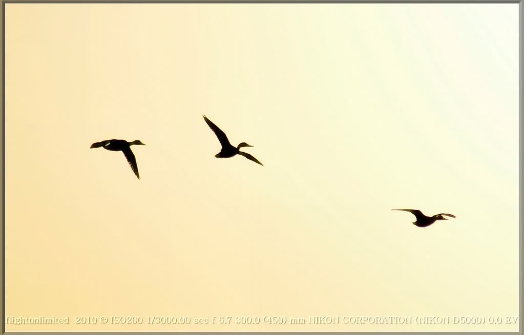 DSC_0103_hf.jpg
