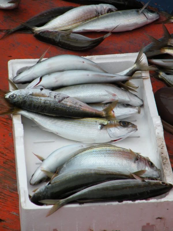 DSCN8109.jpg