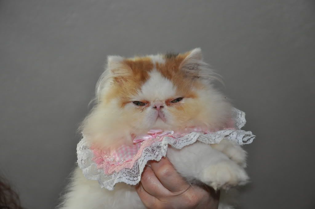 chanel.jpg