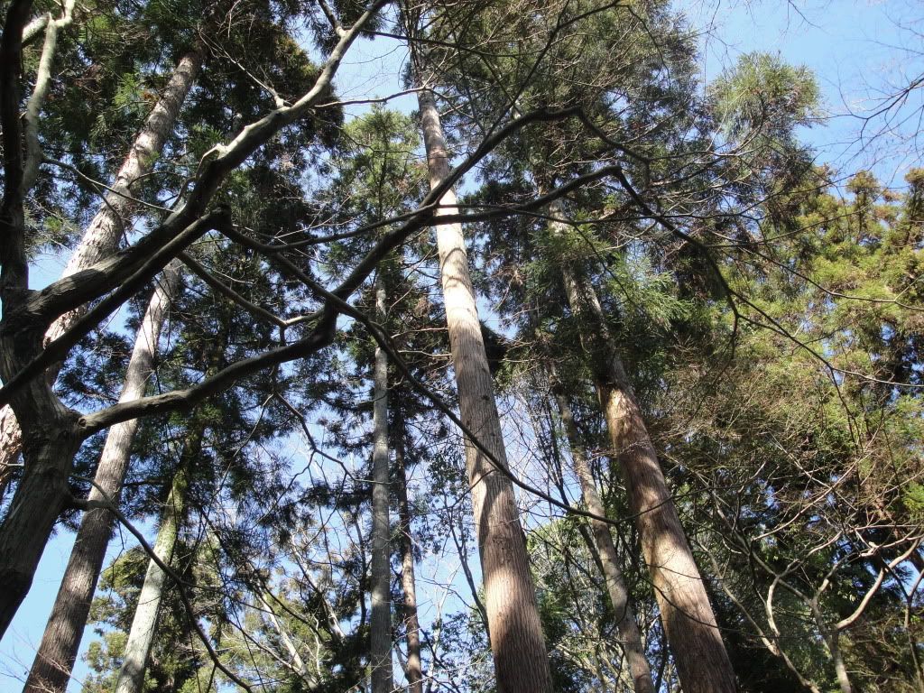 DSC01532.jpg