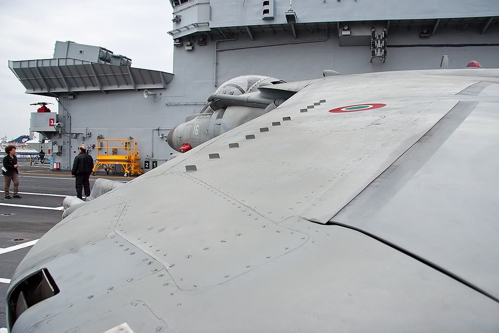 harrier1162.jpg