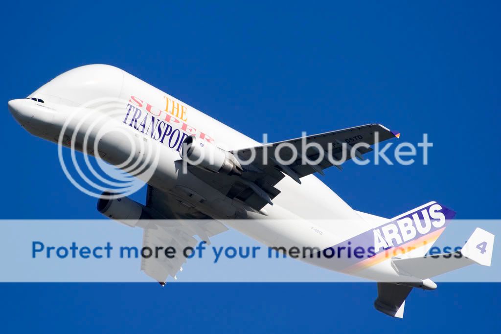 Beluga4.jpg