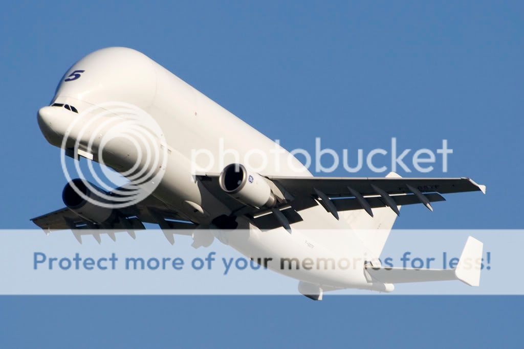 Beluga5.jpg
