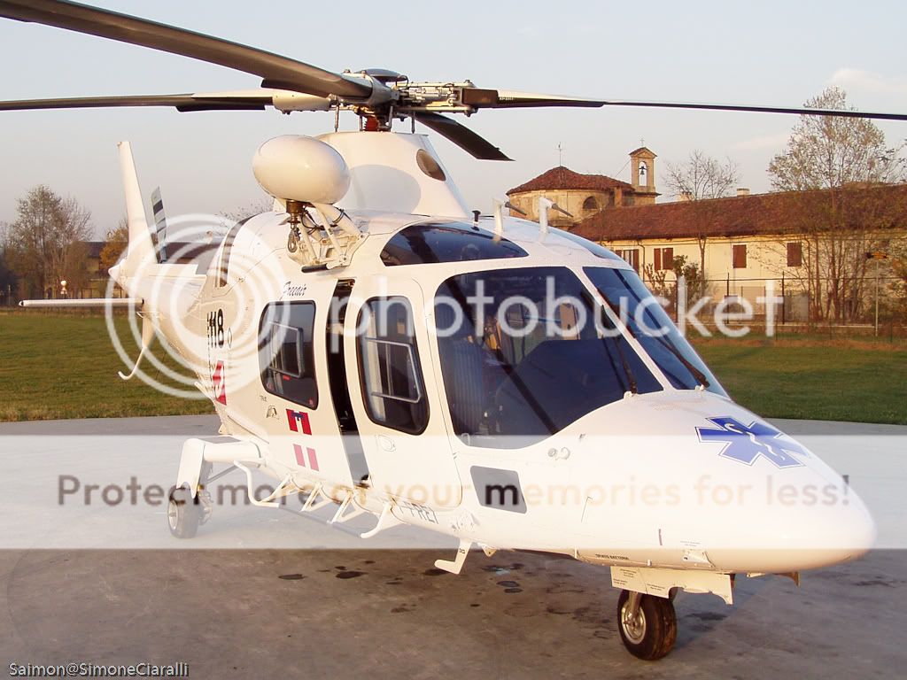 hirundo7.jpg