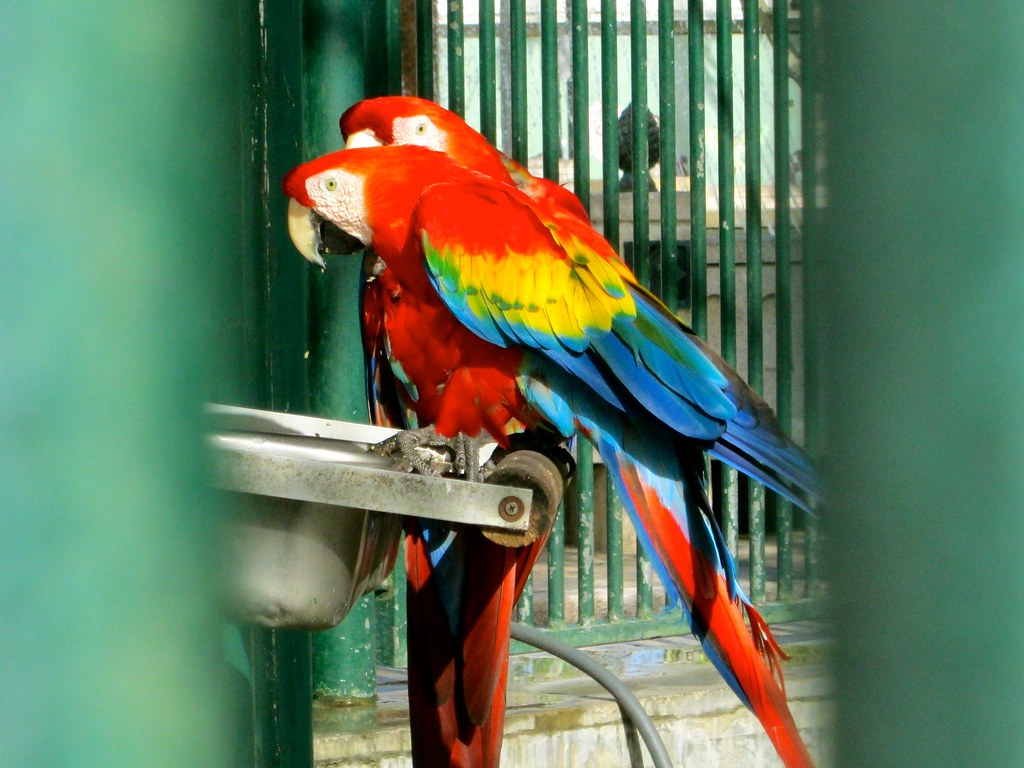 17411207693_1c0c21efab_b.jpg"