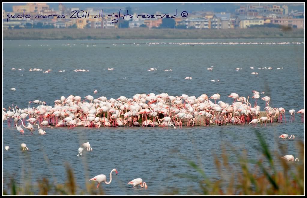 DSC_6460.jpg