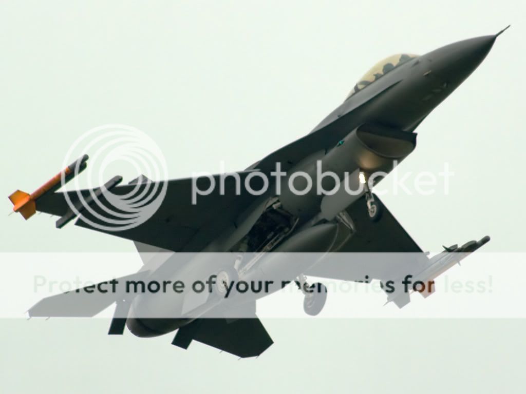 buzzard1.jpg