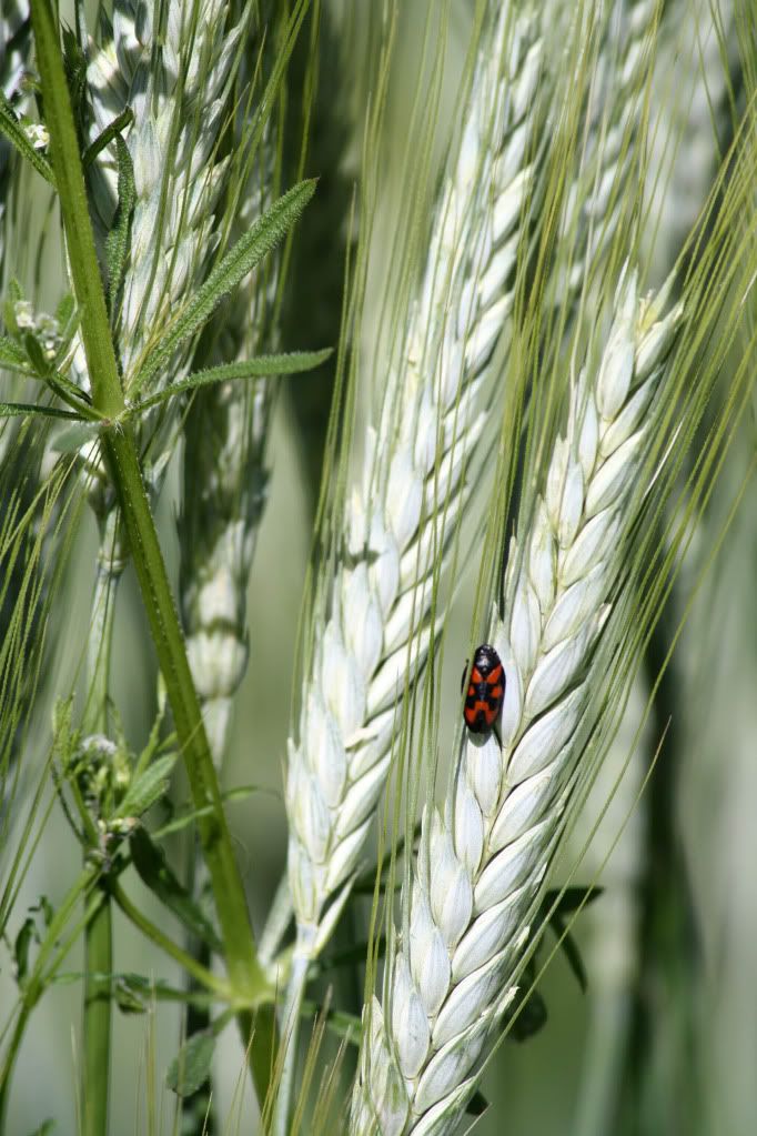 Coccinella.jpg