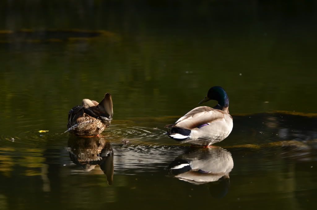 DSC_4774.jpg