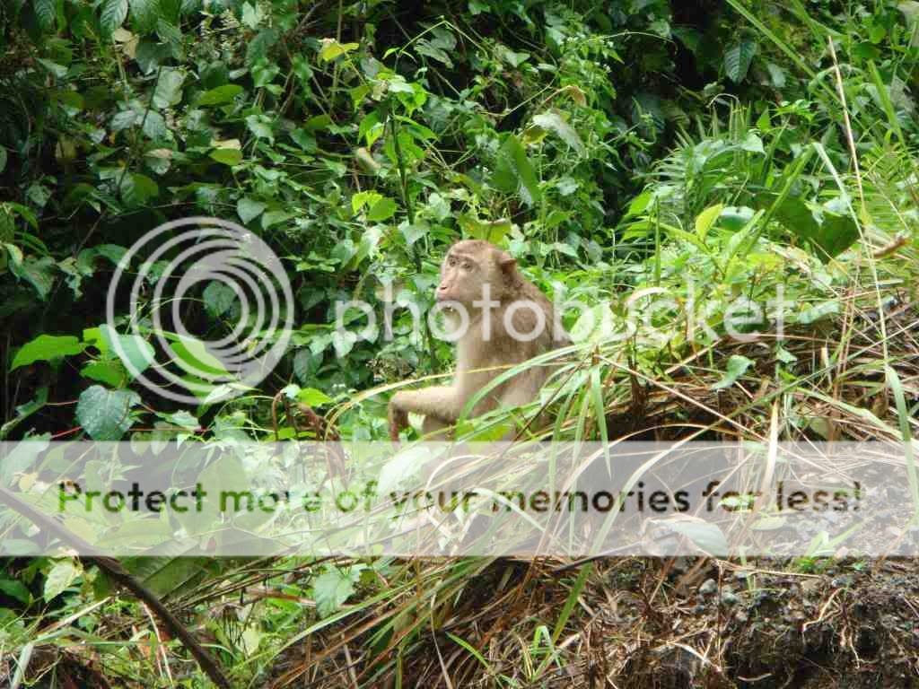 BORNEO18.jpg