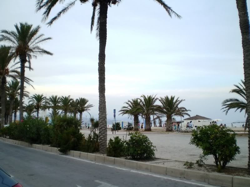 palme.jpg