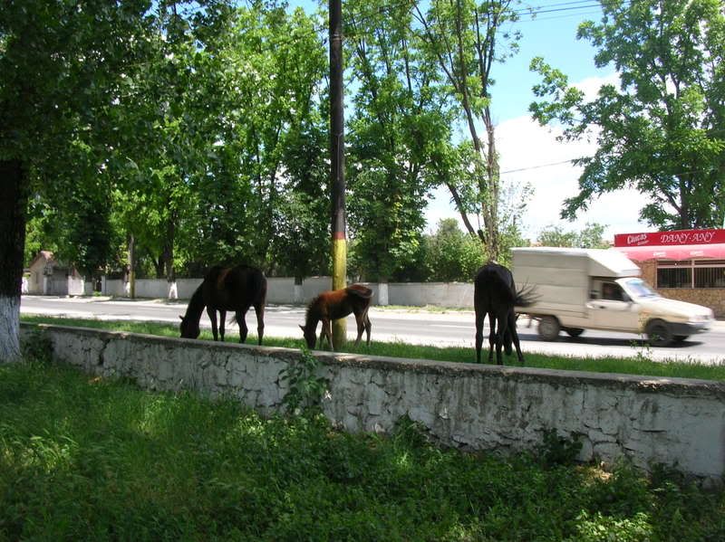 DSCN6874.jpg