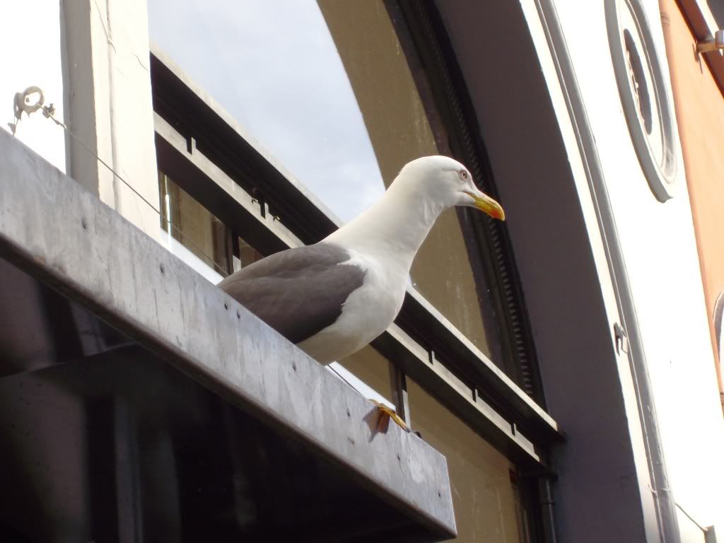 IMGP2933.jpg