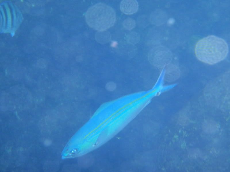 PC290106.jpg