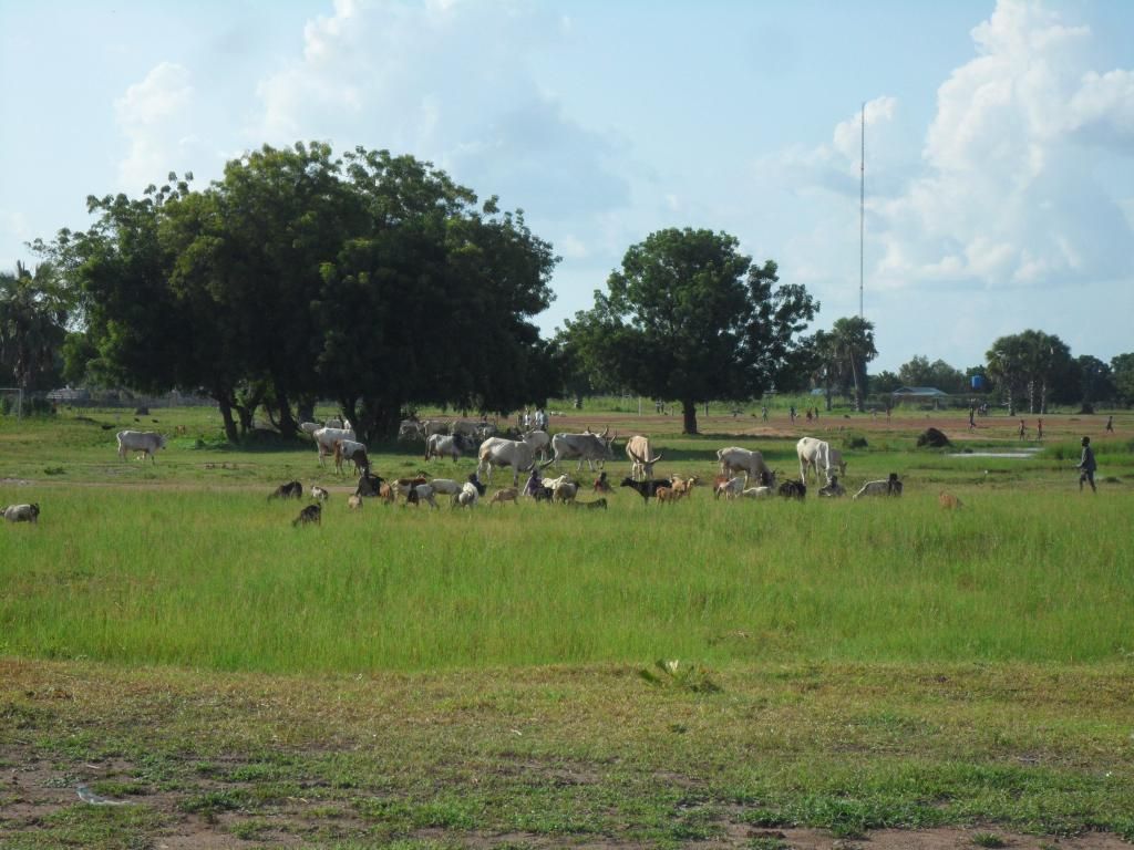 SAM_4076_zps7a6cf26a.jpg