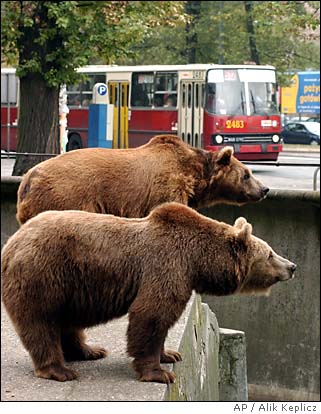 bears4-vi.jpg