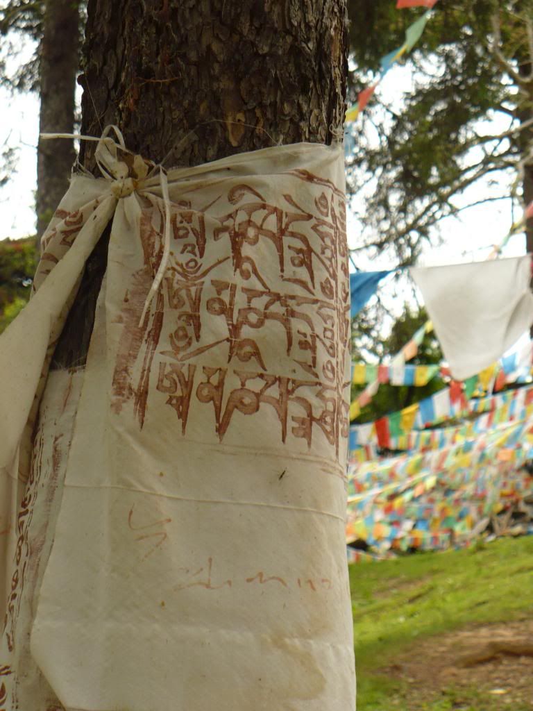 P1010305.jpg