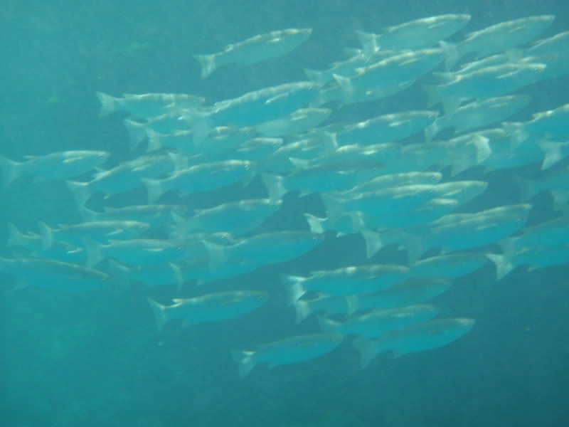 P4180802.jpg