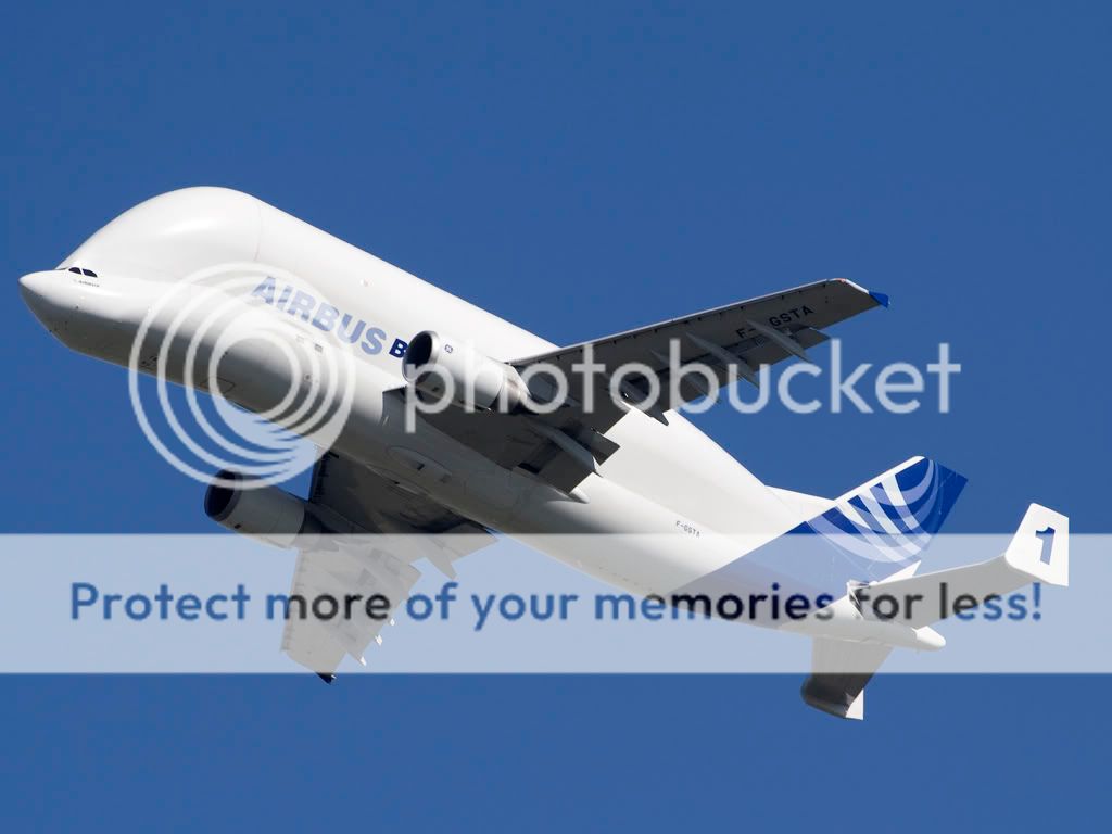 Beluga1.jpg