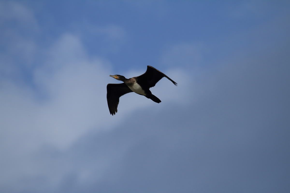 IMG_7139a.jpg