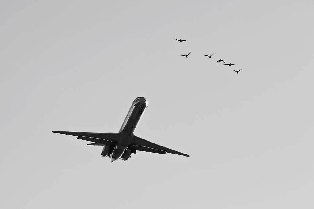 MADDOGVsAngryBirds_zps20245427.jpg