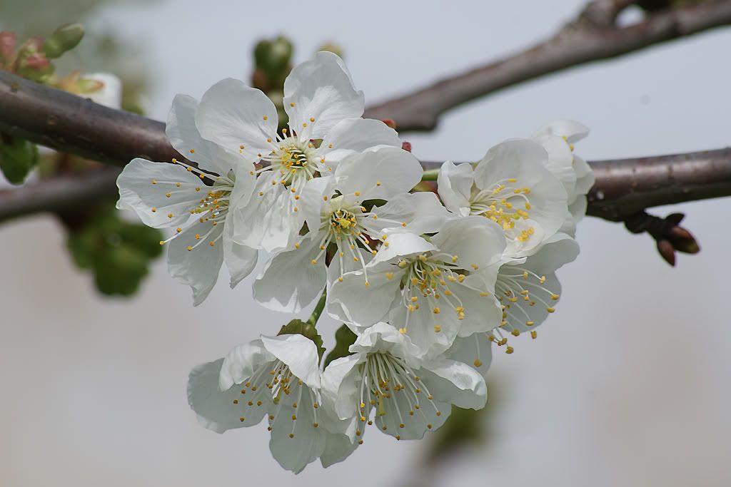 fiori.jpg