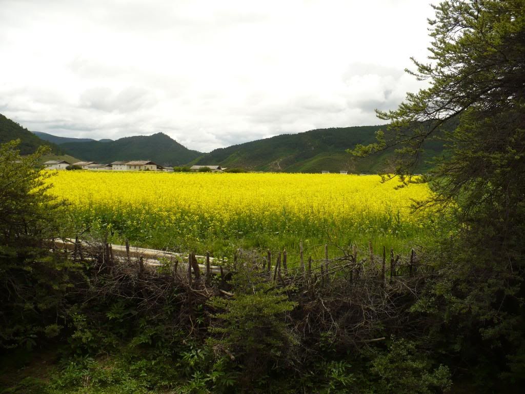 P1010264.jpg