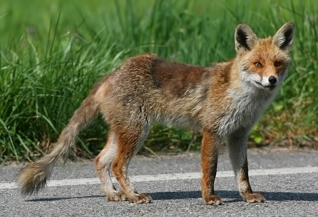 Fox.jpg